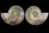 Agatized Ammonite Fossil - Madagascar #111479-1